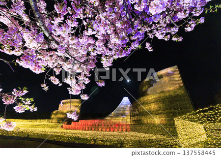 Nabana no Sato Kawazu Cherry Blossom and Plum Grove Light-Up & Illumination Nabana no Sato Kawazu Cherry Blossom and Plum Grove Light-Up & Illumination 137558445