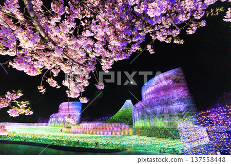 河津名花之裡櫻花梅園燈光秀 137558448