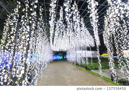 河津名花之裡櫻花梅園燈光秀 137558450
