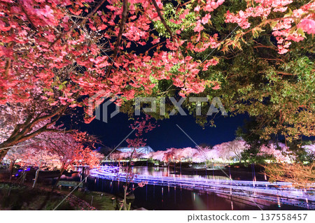 Nabana no Sato Kawazu Cherry Blossom and Plum Grove Light-Up & Illumination 137558457