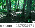 Mysterious early summer park 137558471