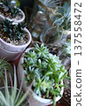 Living with succulents 137558472