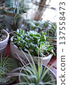 Succulents and air plants 137558473