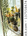 Succulents on a windowsill 137558474