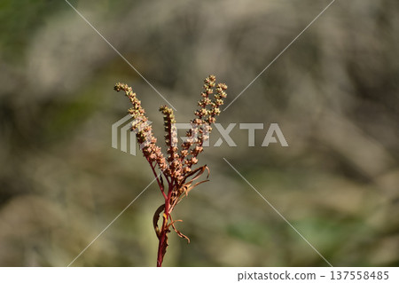 The octopus foot that prefers wetlands 137558485