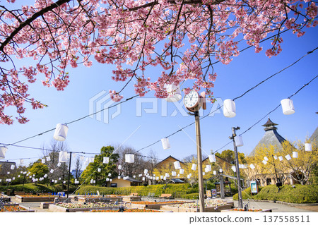 Nabana no Sato: Kawazu cherry blossoms and tulips in full bloom Nabana no Sato: Kawazu cherry blossoms and tulips in full bloom 137558511