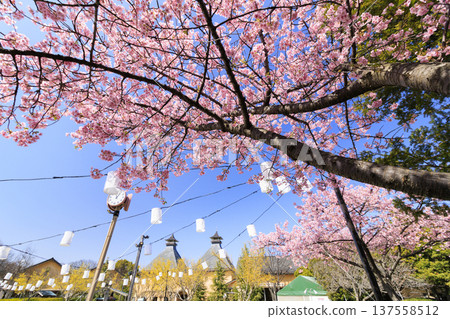 Nabana no Sato: Kawazu cherry blossoms and tulips in full bloom Nabana no Sato: Kawazu cherry blossoms and tulips in full bloom 137558512