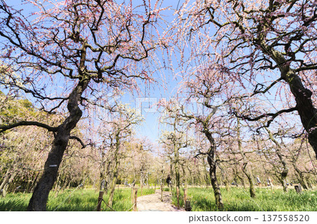 名花之裡：河津櫻花與鬱金香盛開 137558520