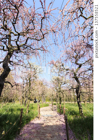 名花之裡:河津櫻花與鬱金香盛開 名花之裡:河津櫻花與鬱金香盛開 137558521