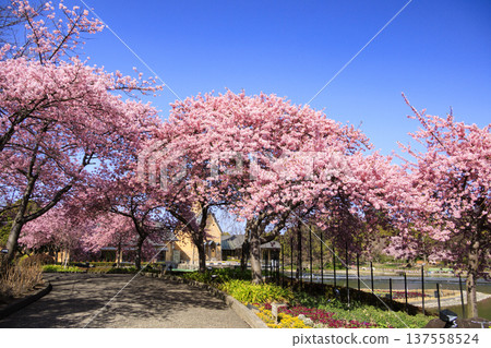 Nabana no Sato: Kawazu cherry blossoms and tulips in full bloom Nabana no Sato: Kawazu cherry blossoms and tulips in full bloom 137558524