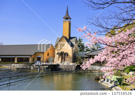 Nabana no Sato: Kawazu cherry blossoms and tulips in full bloom Nabana no Sato: Kawazu cherry blossoms and tulips in full bloom 137558526