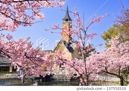 名花之裡：河津櫻花與鬱金香盛開 137558528