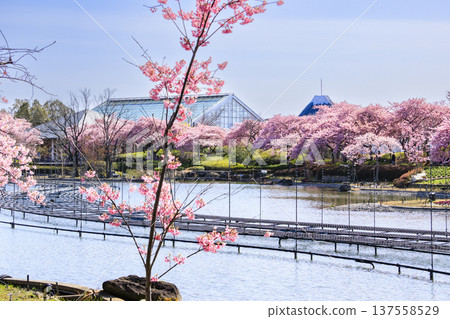 名花之裡：河津櫻花與鬱金香盛開 137558529