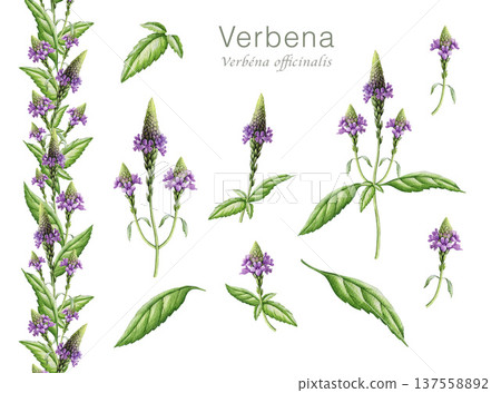 Verbena herb element set. Hand drawn vervain plant vintage style botanical watercolor illustration. Aromatic medicinal verbena officinalis herb flowers, leaves, border collection on white background 137558892