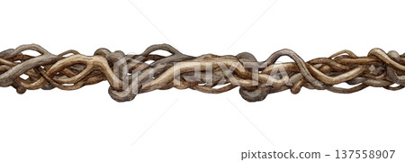 Twisted vine creeper branch seamless border decor element on white background. Vintage style liana branch stem element hand drawn watercolor illustration. Natural decor botanical twisted vine border Twisted vine creeper branch seamless border decor element on white background. Vintage style liana branch stem element hand drawn watercolor illustration. Natural decor botanical twisted vine border 137558907
