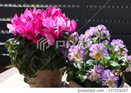 A pot of garden cyclamen and frilled violas 137559267