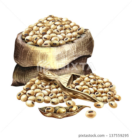 A burlap bag with soybeans, a wooden spatula, and a soy pod. Hand-drawn watercolor illustration. Perfect for creating product labels, posters, banners, menus, and more. 137559295