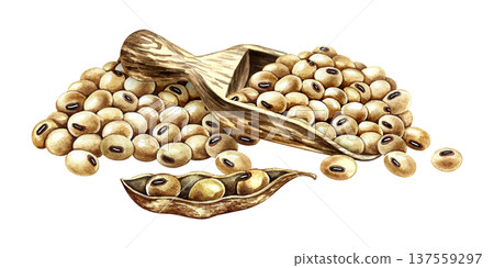 A pile of soybeans, a wooden scoop, and a soybean pod. Hand-drawn watercolor illustration. Perfect for creating product labels, posters, banners, menus, and more. 137559297