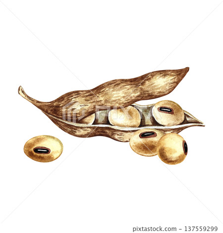 Soybeans with pods. Hand-drawn watercolor illustration. Isolation. Perfect for creating product labels, posters, banners, menus, and more. Soybeans with pods. Hand-drawn watercolor illustration. Isolation. Perfect for creating product labels, posters, banners, menus, and more. 137559299