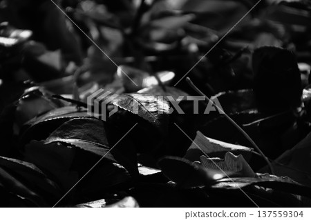 光線照射下,落葉的紋理清晰可見。 光線照射下,落葉的紋理清晰可見。 137559304
