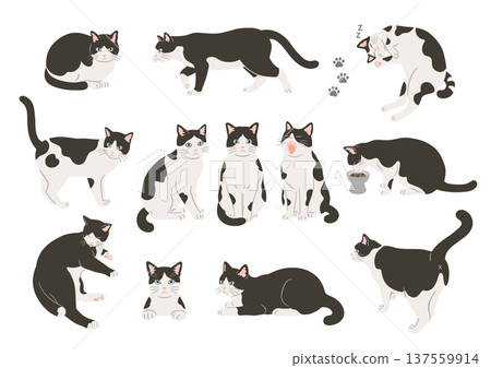 Illustration set of various poses of black and white cats Illustration set of various poses of black and white cats 137559914