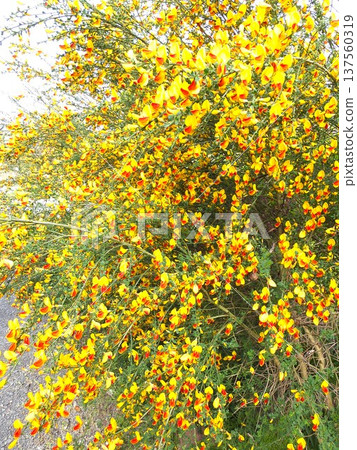 春掃帚，一種蝴蝶狀的花朵，能為你的花園增添光彩。 137560319
