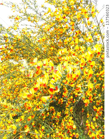 春掃帚，一種蝴蝶狀的花朵，能為你的花園增添光彩。 137560323