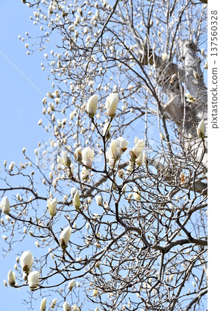Iwatsuki Walk: The sacred tree of the Soto Zen sect Horinji Temple, the Great White Lotus 137560328