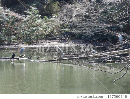 Grey Heron Colony 137560546
