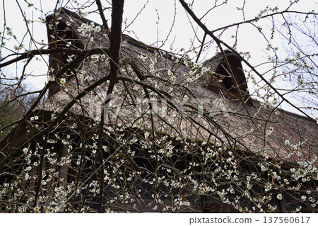 An old folk house that will warm your body and soul An old folk house that will warm your body and soul 137560617