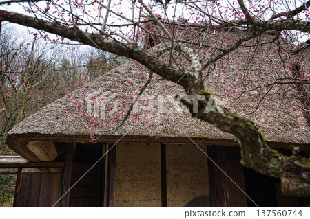 An old folk house that will warm your body and soul An old folk house that will warm your body and soul 137560744