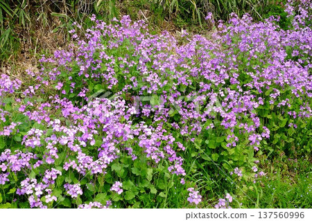 松花花盛開 [相模原市築井市 4 月] 137560996