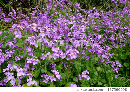 春日陽光下的肖卡賽 [相模原市築井，四月] 137560998