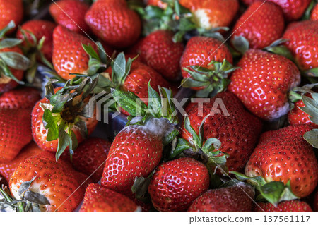 Close-up of red strawberries with white mold spots showing clear signs of spoilage and risk. Close-up of red strawberries with white mold spots showing clear signs of spoilage and risk. 137561117