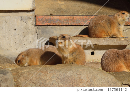 黑尾草原犬鼠（動物園） 137561142