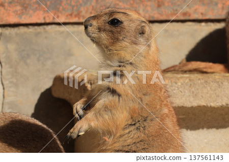 黑尾草原犬鼠（動物園） 137561143