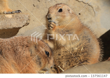 Black-tailed Prairie Dog (Zoo) 137561147