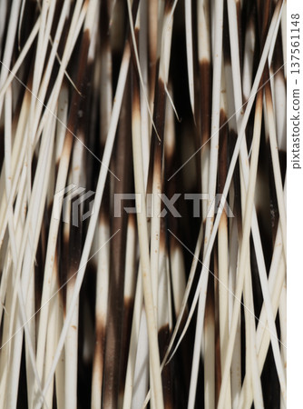 Porcupine quills (at the zoo) 137561148