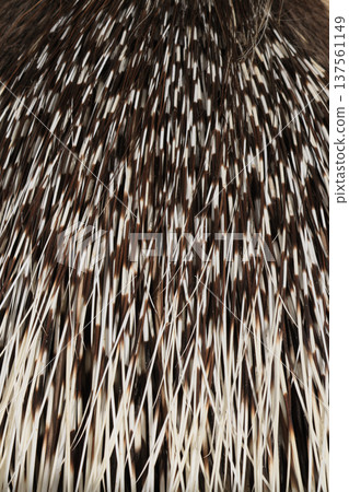 Porcupine quills (at the zoo) 137561149