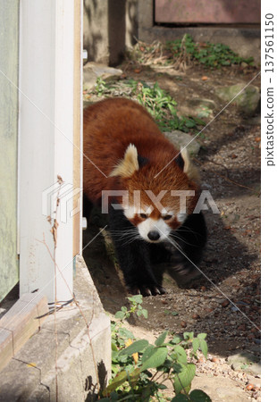 Red panda (zoo) 137561150