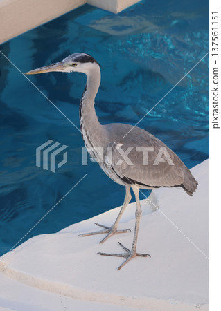 A grey heron that flew into the zoo A grey heron that flew into the zoo 137561151