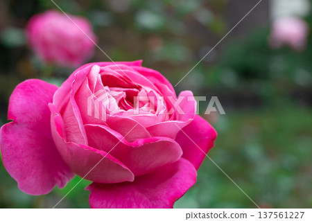 Rose flower 137561227