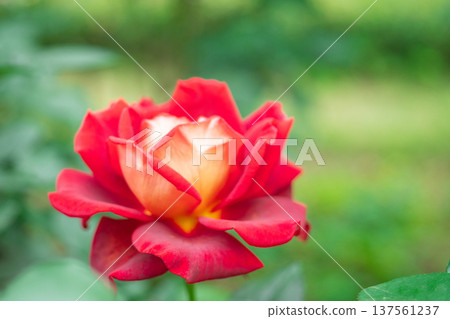 Rose flower Rose flower 137561237