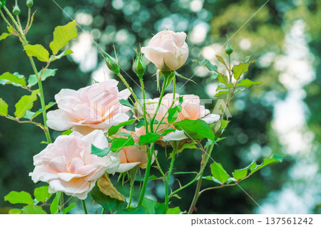 Rose flower 137561242