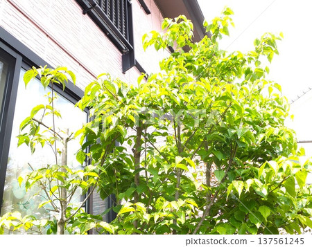 Fresh green spring mountain ash Fresh green spring mountain ash 137561245