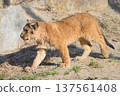 Walking Lion Cub 137561408
