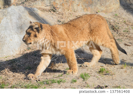 行走的幼獅 137561408