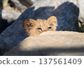 Lion cub's head peeking out from behind a rock 137561409