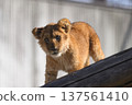 Lion cub overhead 137561410
