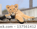 Lion cub on the roof 137561412